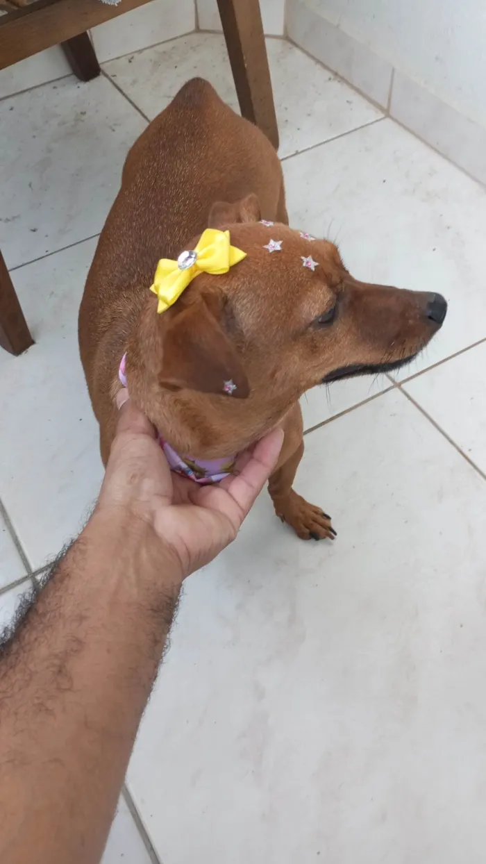 Cachorro ra a Pinscher idade 4 anos nome BALBINO EZIQUIEL CORREA