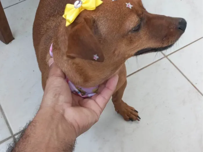 Cachorro ra a Pinscher idade 4 anos nome BALBINO EZIQUIEL CORREA