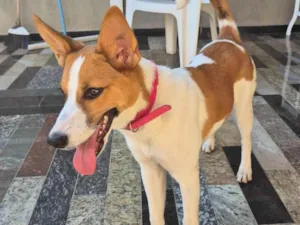 Cachorro raça SRD-ViraLata idade 2 a 6 meses nome Não demos nome ainda