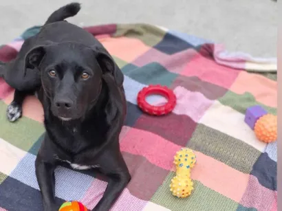 Cachorro raça SRD-ViraLata idade 2 anos nome Oliver M