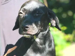 Cachorro raça SRD-ViraLata idade 2 a 6 meses nome Cebolinha 