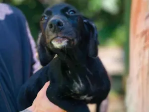 Cachorro raça SRD-ViraLata idade 2 a 6 meses nome Rodney 