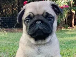 Cachorro raça PUG idade 2 a 6 meses nome Jorge