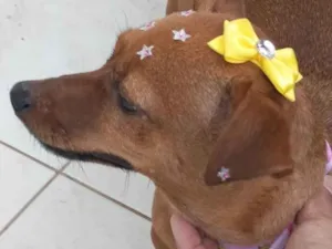 Cachorro raça Pinscher idade 4 anos nome BALBINO EZIQUIEL CORREA