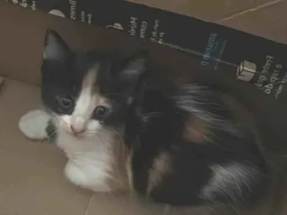 Gato raça SRD-ViraLata idade Abaixo de 2 meses nome nina