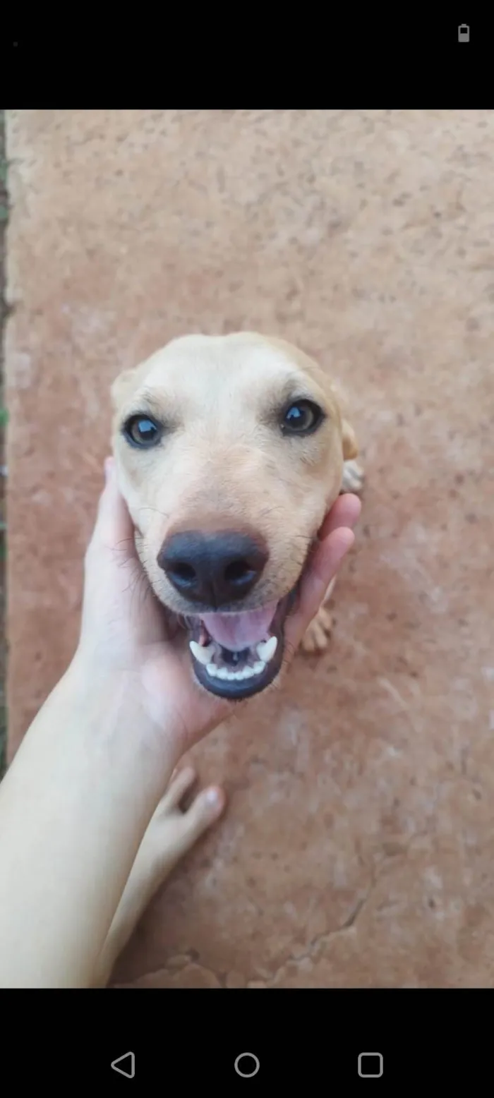 Cachorro ra a SRD-ViraLata idade 2 a 6 meses nome Mike 