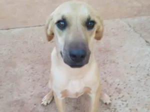 Cachorro raça SRD-ViraLata idade 2 a 6 meses nome Lucky