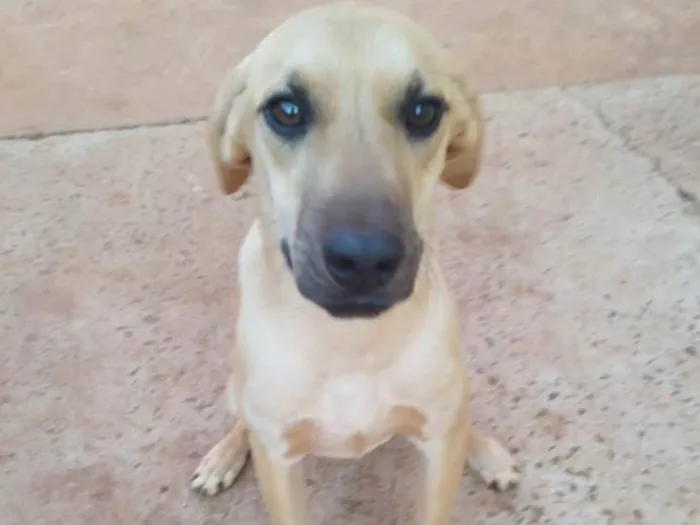 Cachorro ra a SRD-ViraLata idade 2 a 6 meses nome Lucky