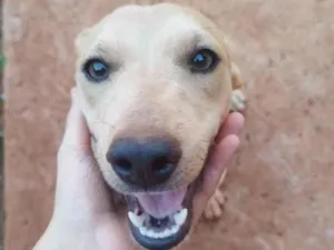 Cachorro raça SRD-ViraLata idade 2 a 6 meses nome Mike 