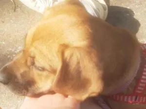 Cachorro raça SRD-ViraLata idade 2 a 6 meses nome Chacal 