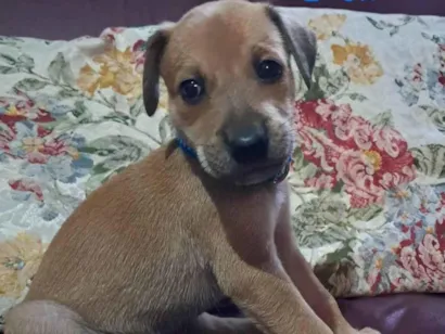 Cachorro raça Labrador idade 2 a 6 meses nome Principesa, Leon, Simba, Luke, Duquesa e Parrudo