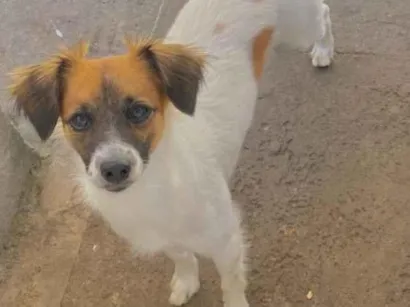 Cachorro raça Fox Terrier idade 4 anos nome Meg 