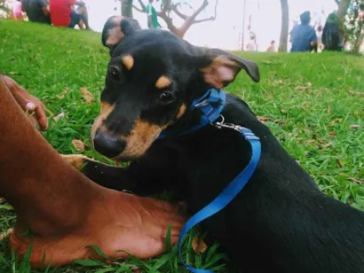 Cachorro raça SRD-ViraLata idade 1 ano nome Romeu