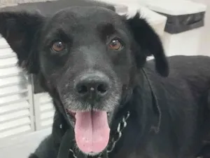 Cachorro raça SRD-ViraLata idade 6 ou mais anos nome LUKY