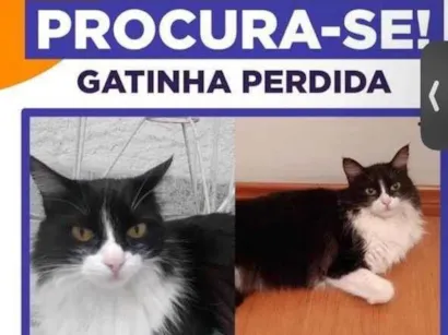 Gato raça SRD-ViraLata idade 6 ou mais anos nome Luna