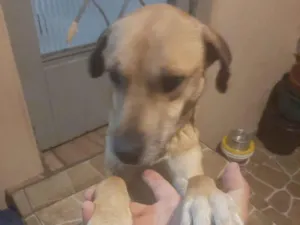 Cachorro raça SRD-ViraLata idade 2 a 6 meses nome Max 