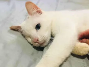 Gato raça SRD-ViraLata idade 1 ano nome LUA