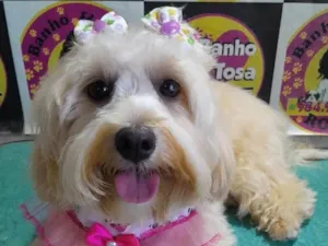 Cachorro raça Shitzu idade 1 ano nome BELINHA