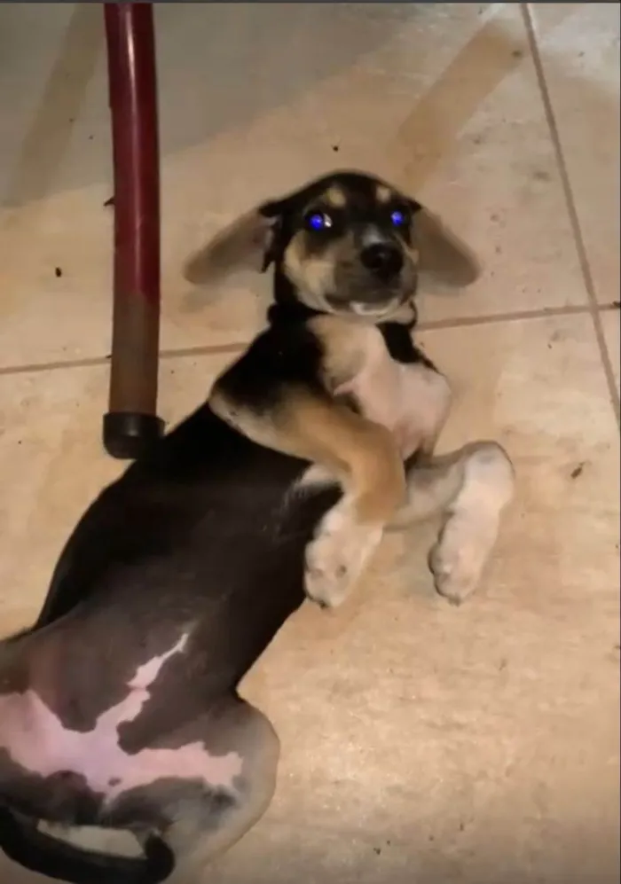 Cachorro ra a SRD-ViraLata idade 2 a 6 meses nome Sem nome