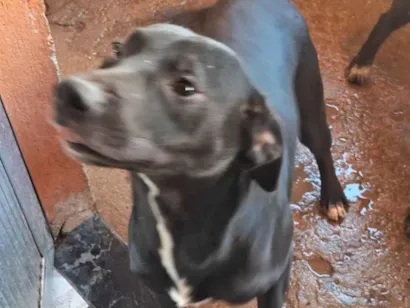 Cachorro raça SRD-ViraLata idade 7 a 11 meses nome Chorão e margarida 