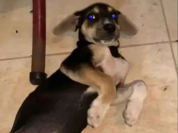 Cachorro ra a SRD-ViraLata idade 2 a 6 meses nome Sem nome