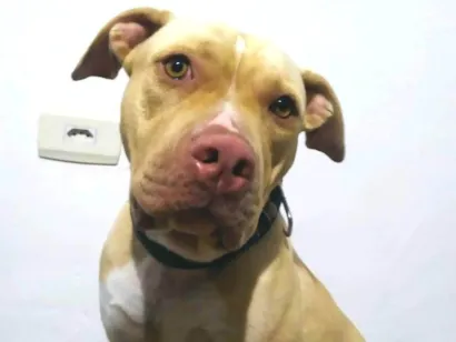 Cachorro raça Pit-Bull idade 1 ano nome Luke