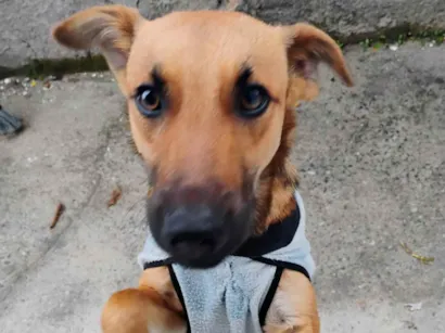 Cachorro raça SRD-ViraLata idade 1 ano nome  Batman 