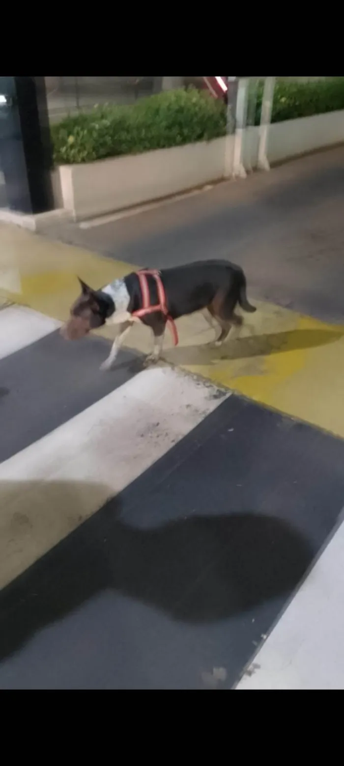 Cachorro ra a Perdigueiro idade 2 anos nome Sem nome