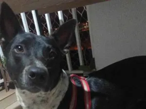 Cachorro raça Perdigueiro idade 2 anos nome Sem nome