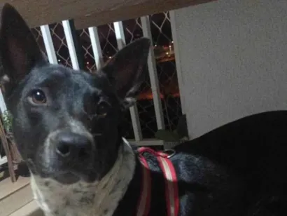 Cachorro raça Perdigueiro idade 2 anos nome Sem nome