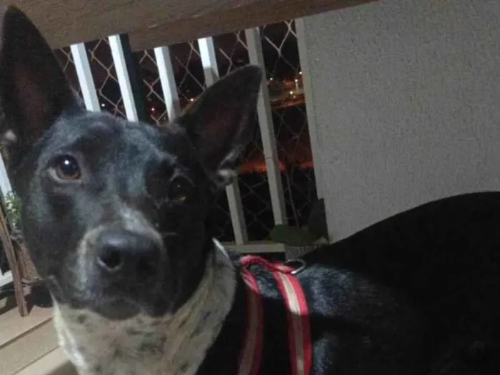 Cachorro ra a Perdigueiro idade 2 anos nome Sem nome