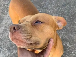 Cachorro raça Pit-Bull idade 1 ano nome Baruck