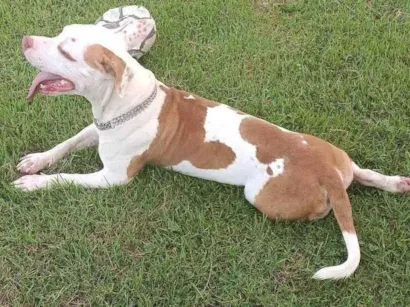 Cachorro raça Pit-Bull idade 2 anos nome Luke