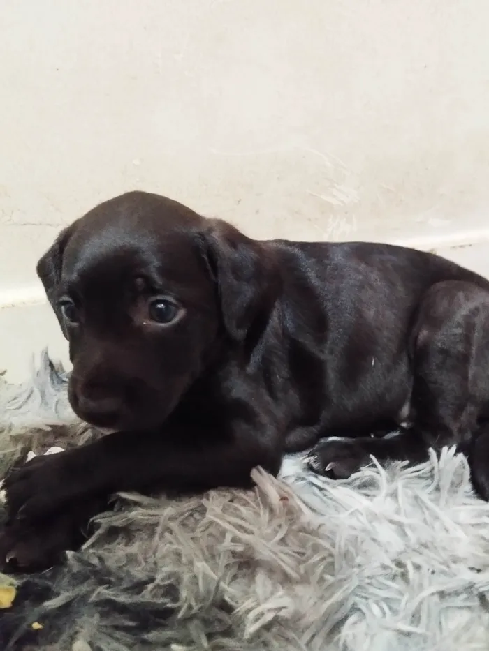 Cachorro ra a SRD-ViraLata idade Abaixo de 2 meses nome Não tem nome ainda 