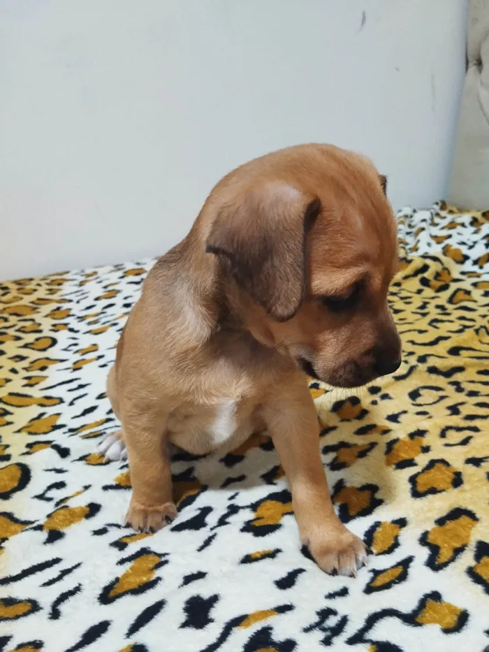 Cachorro ra a SRD-ViraLata idade Abaixo de 2 meses nome Não tem nome ainda 