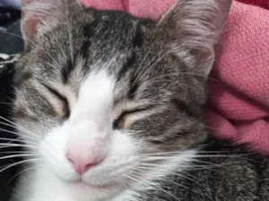 Gato raça SRD-ViraLata idade 7 a 11 meses nome Nami