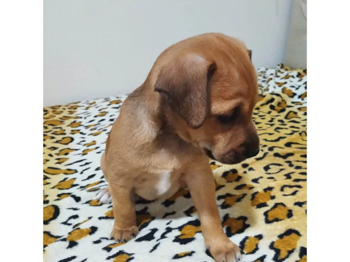 Cachorro ra a SRD-ViraLata idade Abaixo de 2 meses nome Não tem nome ainda 