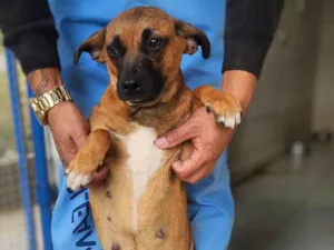 Cachorro raça SRD-ViraLata idade 5 anos nome Cristal