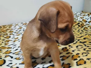 Cachorro raça SRD-ViraLata idade Abaixo de 2 meses nome Não tem nome ainda 