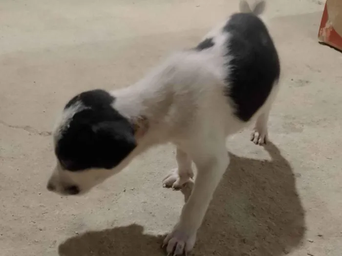 Cachorro ra a SRD-ViraLata idade Abaixo de 2 meses nome Frajola 