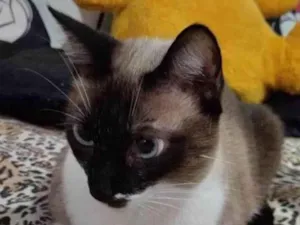 Gato raça Siamês idade 1 ano nome Meg