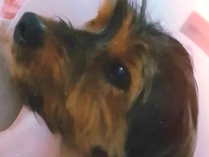 Cachorro raça Yorkshire idade 4 anos nome cheetos