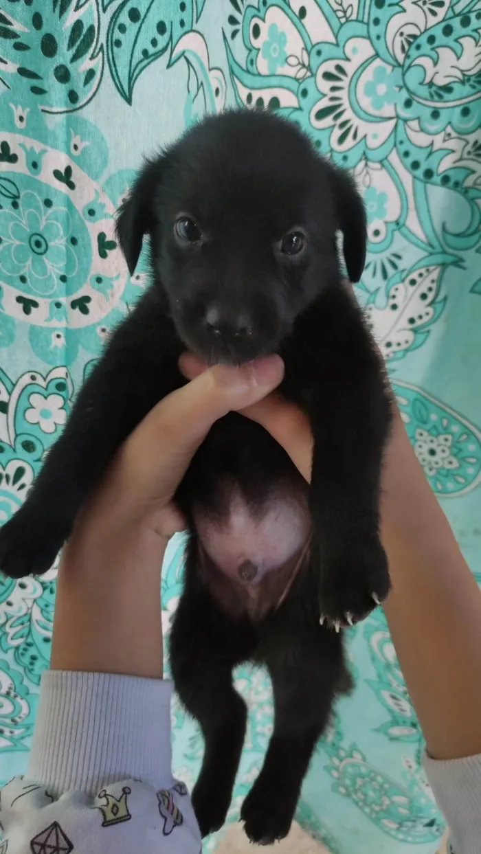 Cachorro ra a SRD-ViraLata idade Abaixo de 2 meses nome Filhotes