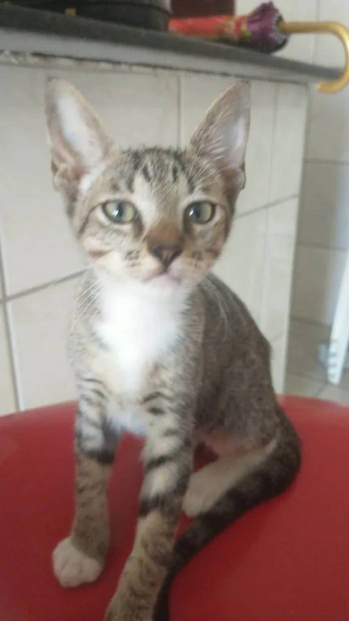 Gato ra a SRD-ViraLata idade 2 a 6 meses nome Cinzenta, Rajadinho e Batgueu