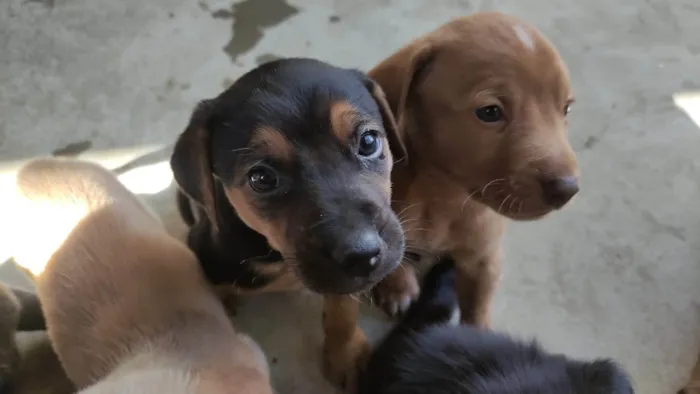 Cachorro ra a SRD-ViraLata idade Abaixo de 2 meses nome Filhotes