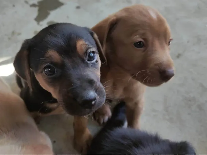 Cachorro ra a SRD-ViraLata idade Abaixo de 2 meses nome Filhotes