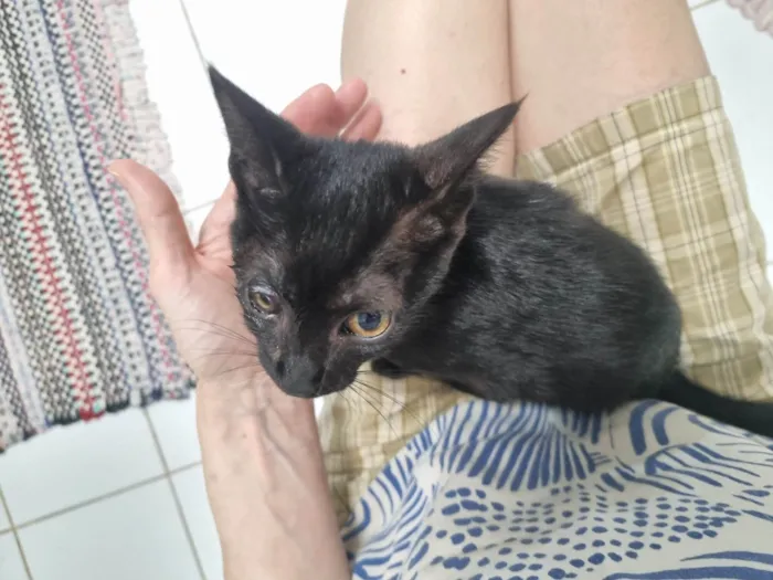 Gato ra a SRD-ViraLata idade 2 a 6 meses nome Joaninha