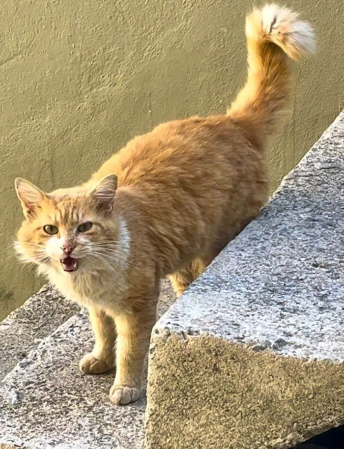 Gato ra a SRD-ViraLata idade 1 ano nome Gatinho para adoção