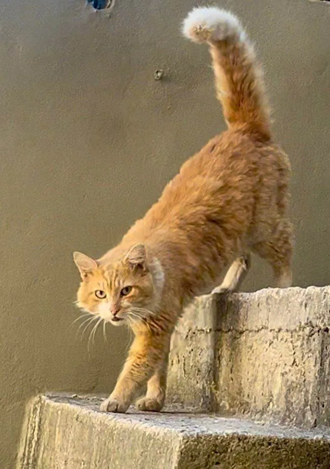 Gato ra a SRD-ViraLata idade 1 ano nome Gatinho para adoção