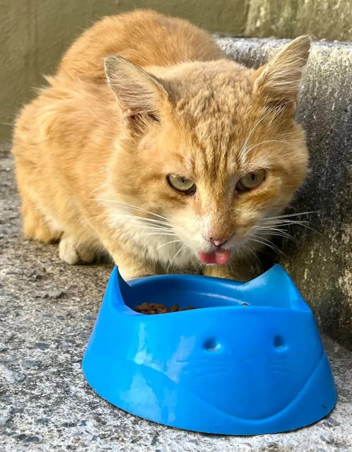 Gato ra a SRD-ViraLata idade 1 ano nome Gatinho para adoção